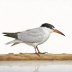 Tern Vado
