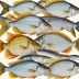 Transpac Fish