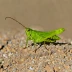Undulated Grasshopper (Circotettix undulatus)