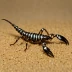 Uroplectes lineatus