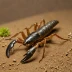 Uroctonus mordax
