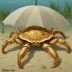 Umbrella Crab