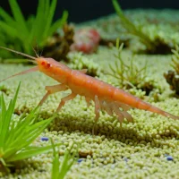 Urita's Dancing Shrimp