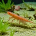 Urita's Dancing Shrimp