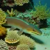 Unicolor moray