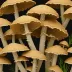 Umbrella Polypore