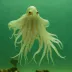 Umbrella Squid (Histioteuthis bonnellii)
