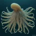 Uroteuthis noctiluca