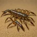 Urodacus novaehollandiae