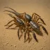 Urodacus planimanus