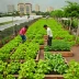UrbanKisaan