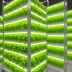 Vertical Harvest