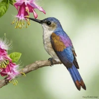 Violet-crowned Hummingbird