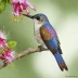Violet-crowned Hummingbird