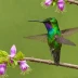 Violet-capped Woodnymph