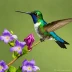 Violet-headed Hummingbird