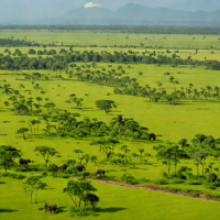 Virunga Savanna