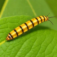 Velvetbean caterpillar moth