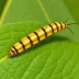 Velvetbean caterpillar moth