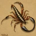 Vejovoidus longiunguis