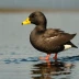 Velvet Scoter