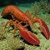 Velvet lobsterette (Metanephrops velutinus)