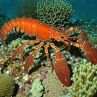 Voigtmann's reef lobster (Enoplometopus voigtmanni)