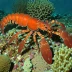Voigtmann's reef lobster (Enoplometopus voigtmanni)