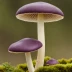 Velvet Brittlegill