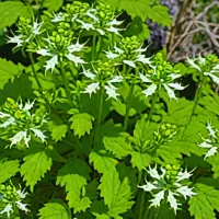 Virginia Waterleaf
