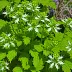 Virginia Waterleaf