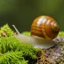 Vespericola columbianus (Pacific forestsnail)