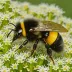 Vagrant Bumblebee (Bombus vagans)
