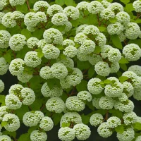 Viburnum plicatum