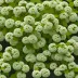 Viburnum plicatum