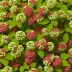 Viburnum lantana