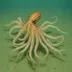 Veined Squid (Loligo forbesi)