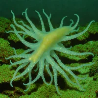 Verany's Enope Squid (Abralia veranyi)