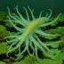 Verany's Enope Squid (Abralia veranyi)