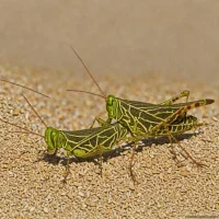 Vagrant Grasshopper (Aiolopus strepens)