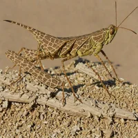 Vagrant Band-winged Grasshopper (Spharagemon equale)