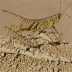 Vagrant Band-winged Grasshopper (Spharagemon equale)