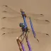 Violet Dropwing