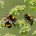 Variable Cuckoo Bumblebee (Bombus variabilis)