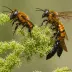 Valley Carpenter Bee (Xylocopa varipuncta)