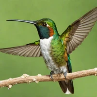 White-eared Hummingbird