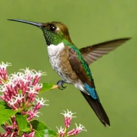 White-vented Plumeleteer
