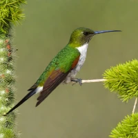 White-bellied Hummingbird