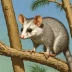 Western Woolly Opossum