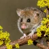 Western Pygmy Possum